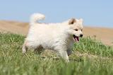 CHIEN FINNOIS DE LAPONIE 572